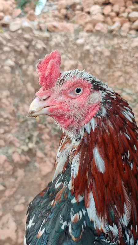 miyawali breed chicks or eggs for sale 13