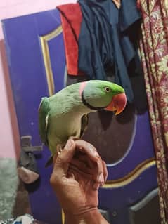 raow male