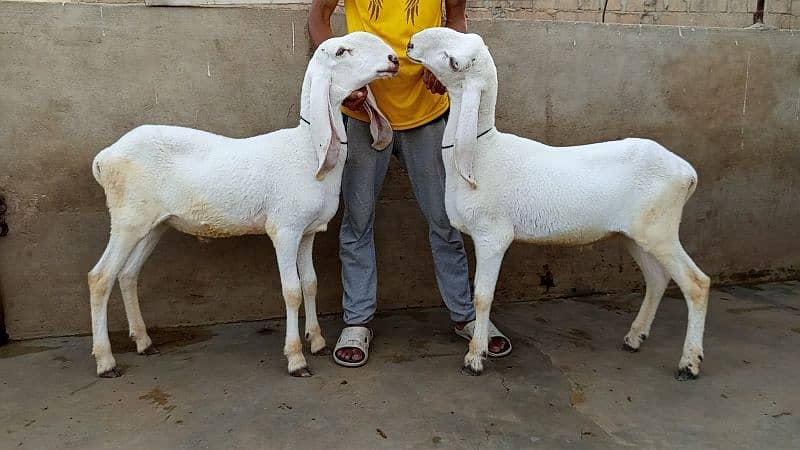 khassi dumby jori 0