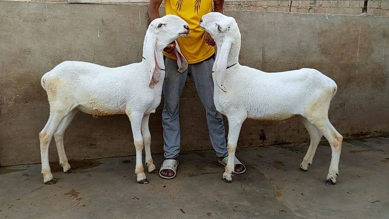 khassi dumby jori 3