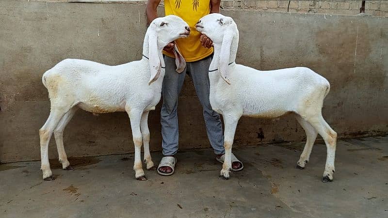 khassi dumby jori 4