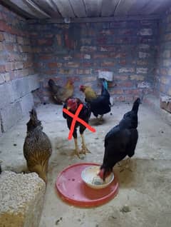 hens for sale
