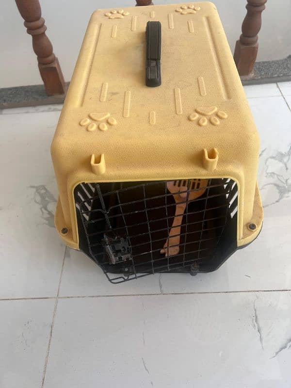 Persian Male Cat 1