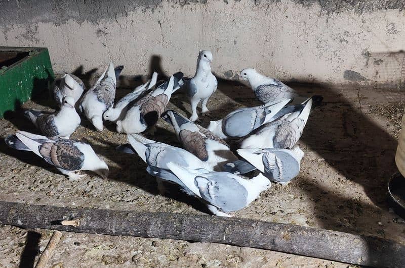 Breeder Sentinent pegion (German Tie)  Pairs for sale (Cherry & Blue) 0
