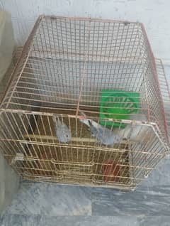 Doves
