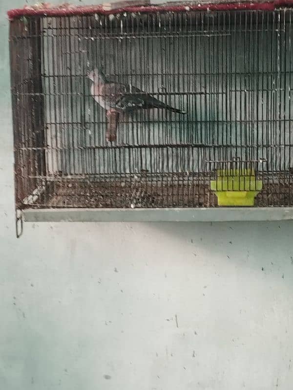 crusted dove male 0