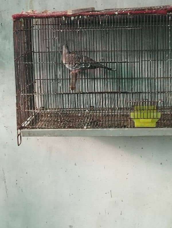 crusted dove male 3