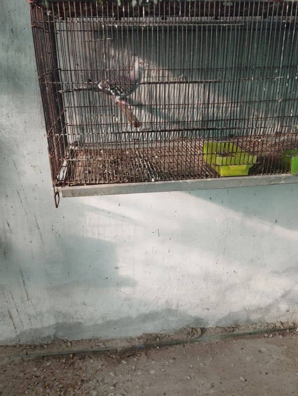 crusted dove male 5