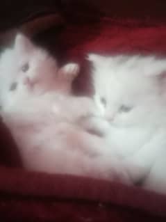 kitten