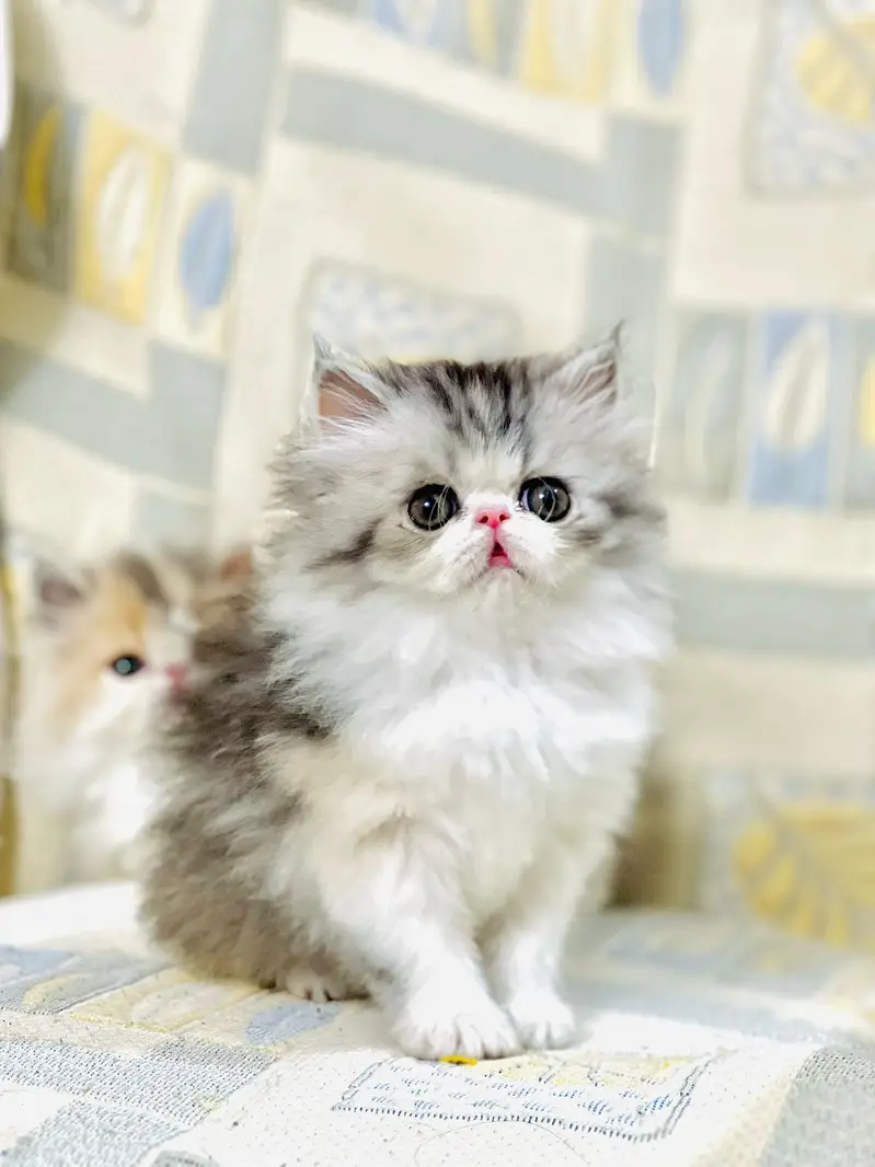 top quality/kitten|Punch face Kittens|persian cat|cute|tripple|fluffy — photo 7