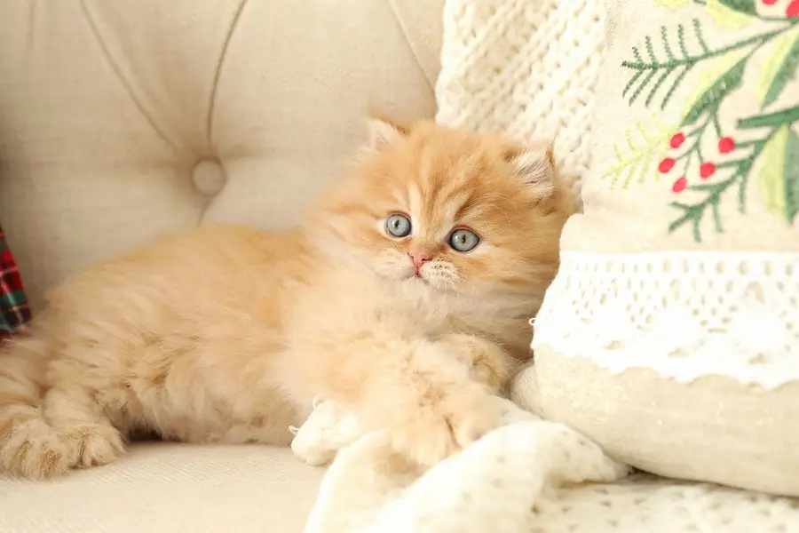 top quality/kitten|Punch face Kittens|persian cat|cute|tripple|fluffy — photo 9
