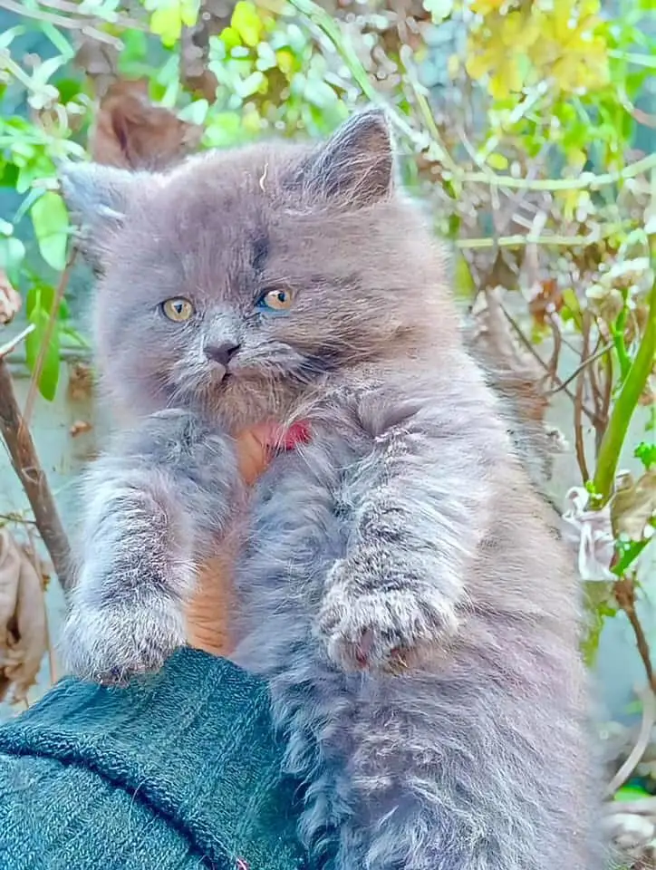 top quality/kitten|Punch face Kittens|persian cat|cute|tripple|fluffy — photo 11