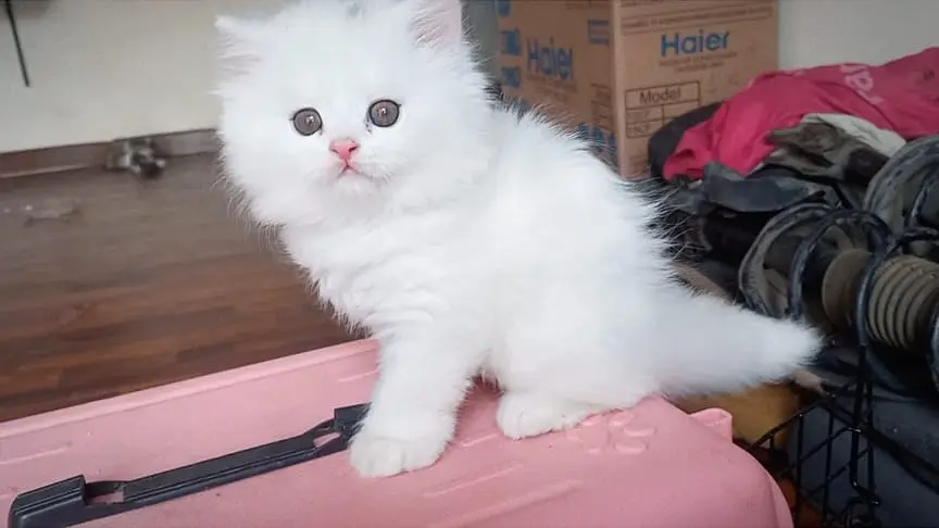 top quality/kitten|Punch face Kittens|persian cat|cute|tripple|fluffy — photo 12