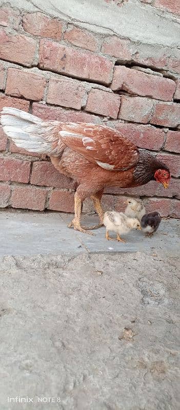pure aseel. with 3 chicks 0