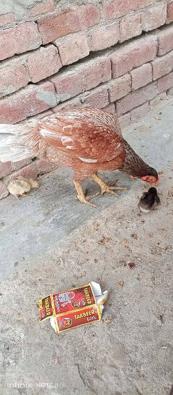 pure aseel. with 3 chicks 1