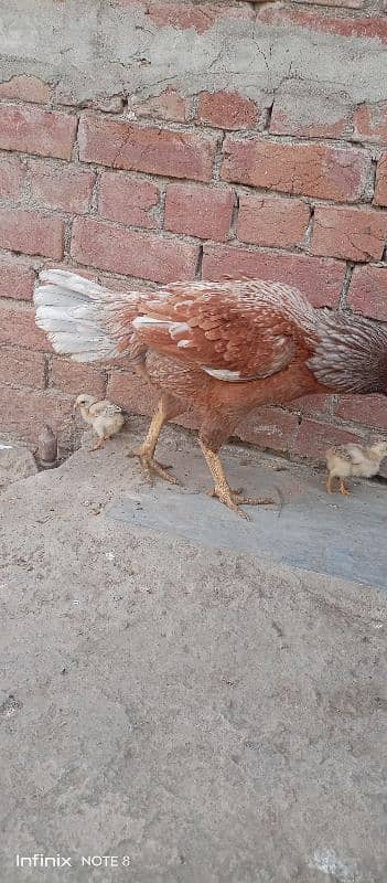 pure aseel. with 3 chicks 2