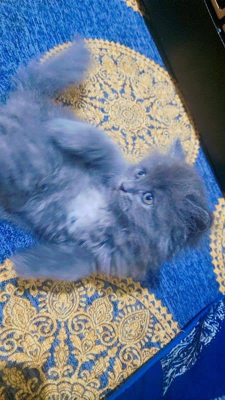 kitten for sale 0