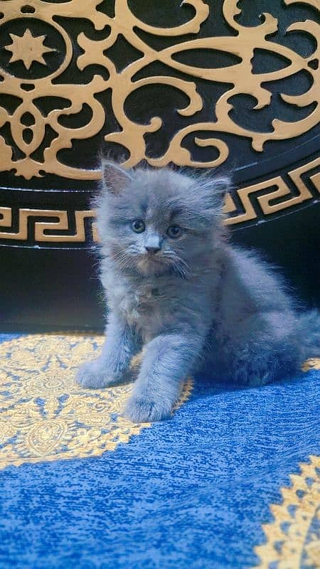 kitten for sale 1