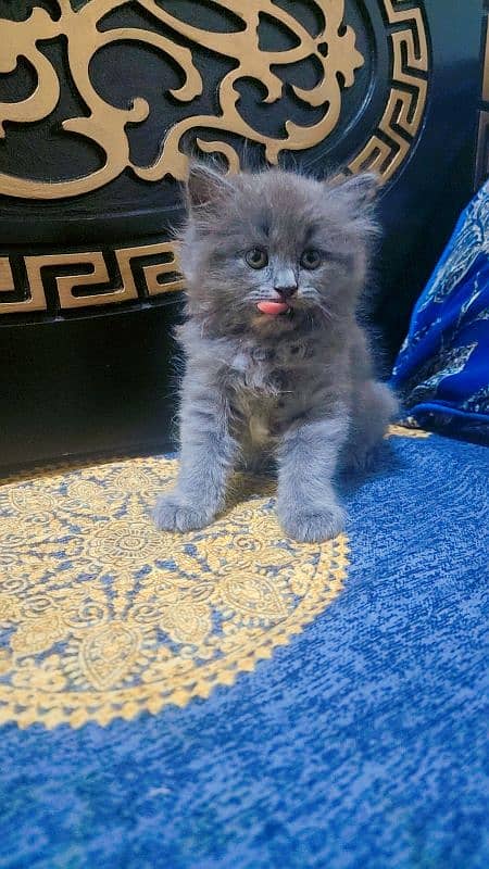 kitten for sale 2