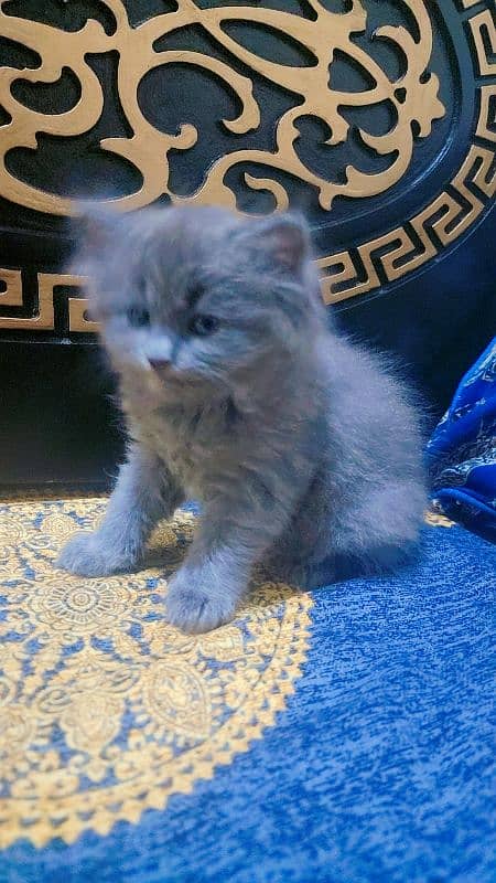 kitten for sale 3