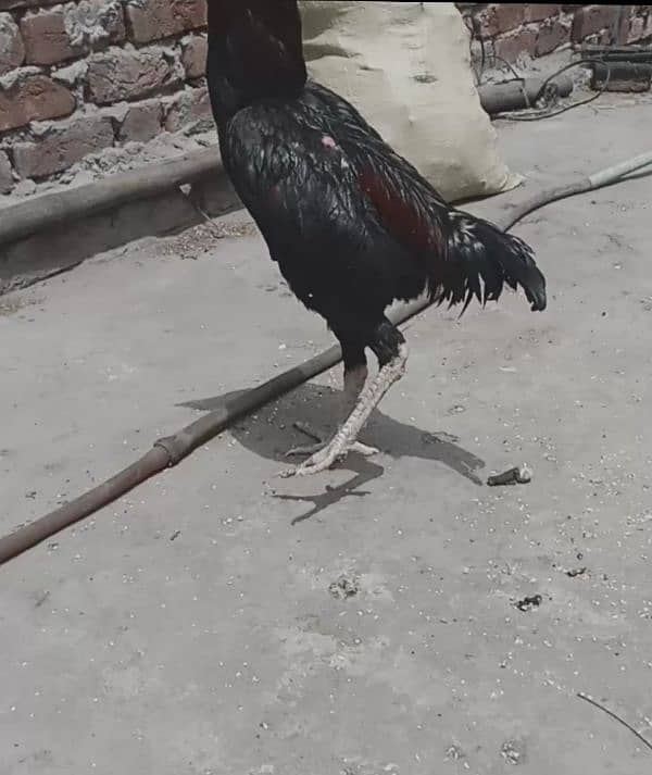 Heera aseel chicks and patha 2
