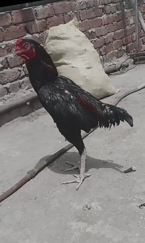 Heera aseel chicks and patha 6