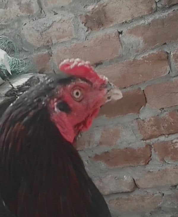 Heera aseel chicks and patha 7
