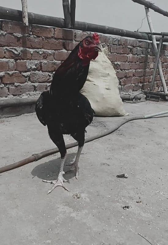 Heera aseel chicks and patha 4