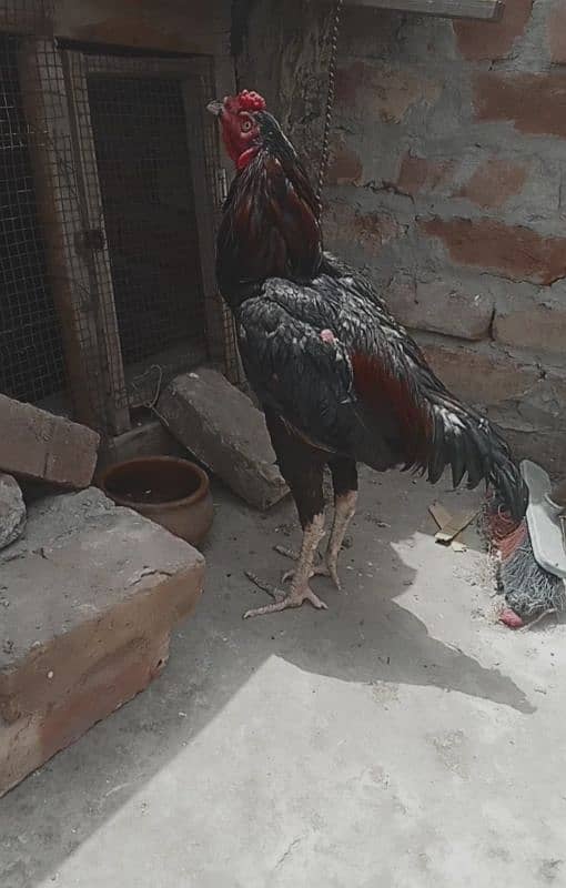 Heera aseel chicks and patha 3
