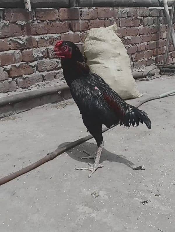 Heera aseel chicks and patha 5