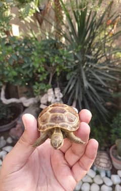 tortoise