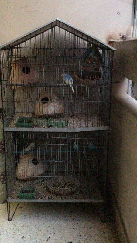 6 pair of Austrailian parrots and one cocktail along with 2 cages 0