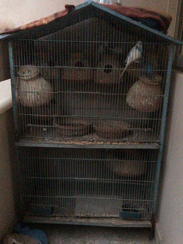 6 pair of Austrailian parrots and one cocktail along with 2 cages 1