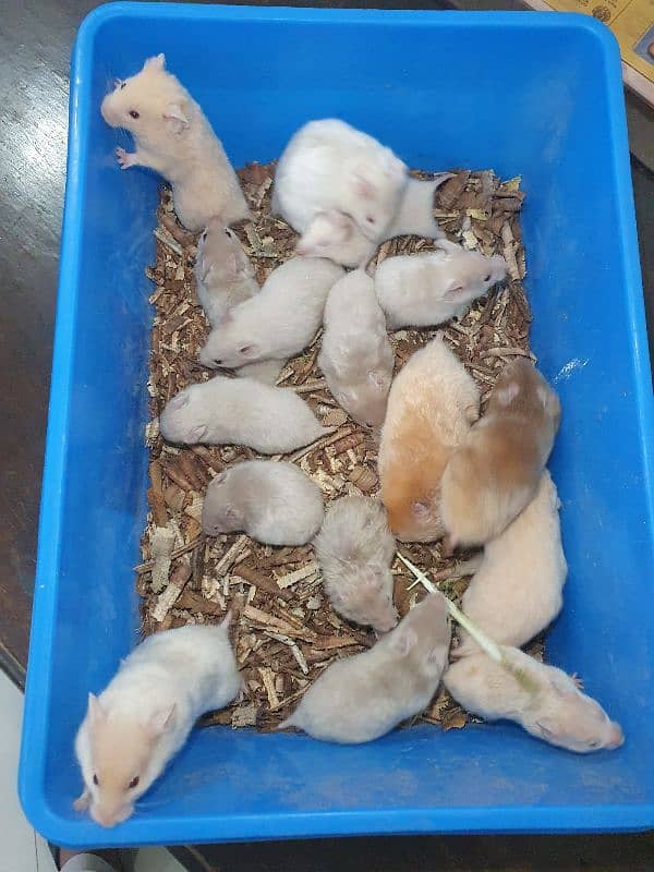 hamster 2