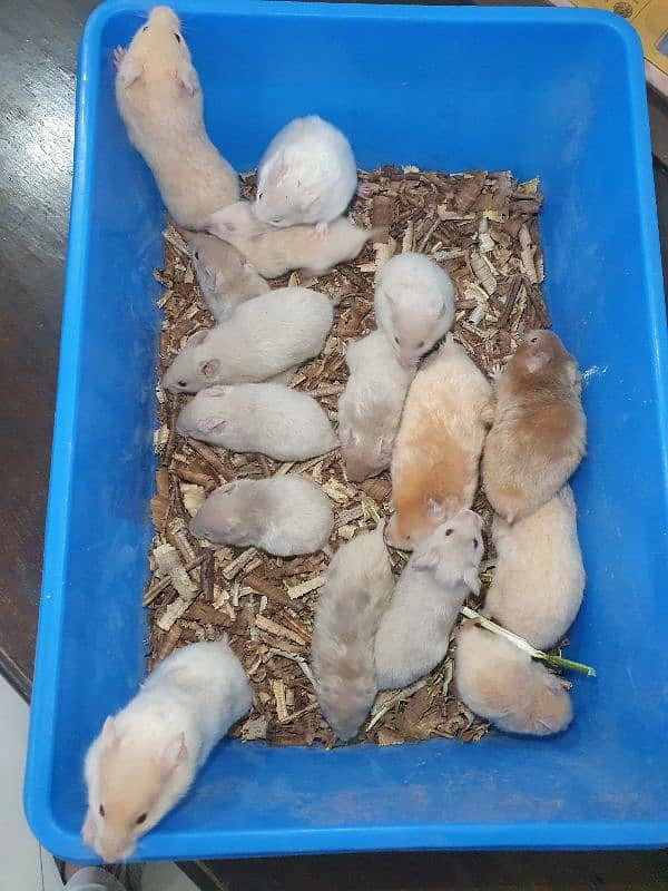 hamster 4