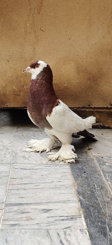 Megpai Breedar Female For Sale 0