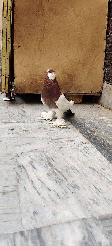 Megpai Breedar Female For Sale 3