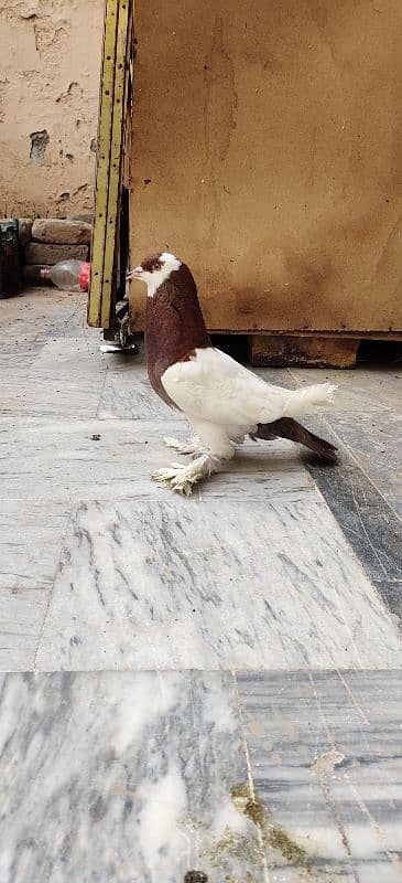 Megpai Breedar Female For Sale 4