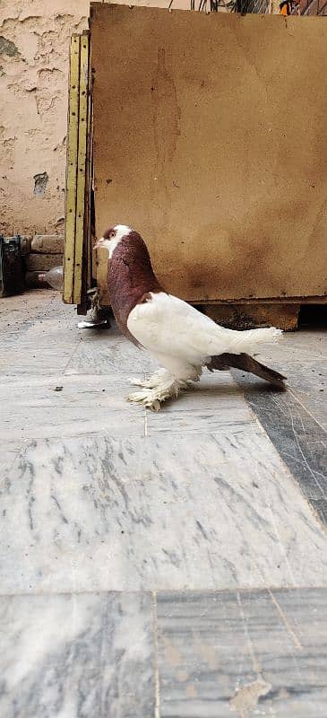 Megpai Breedar Female For Sale 5