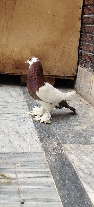 Megpai Breedar Female For Sale 6