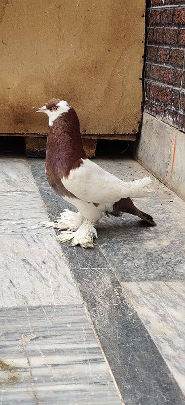Megpai Breedar Female For Sale 7