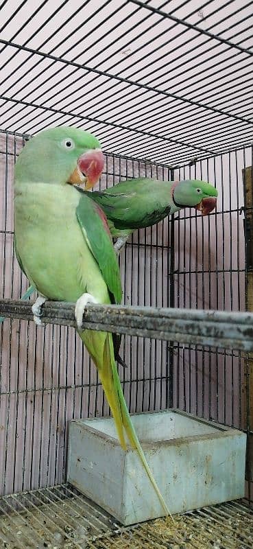 Raw Pair 0