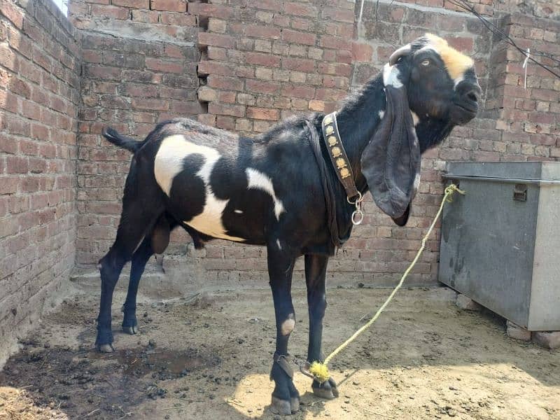 dasi bakra 0