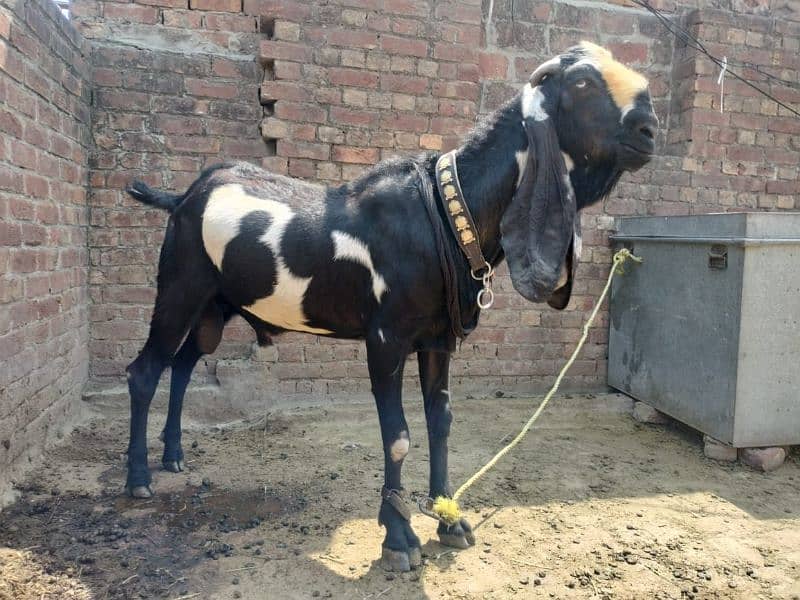 dasi bakra 1