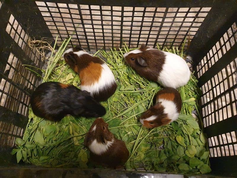 Guinea pig 1