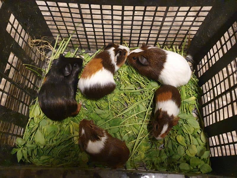 Guinea pig 2