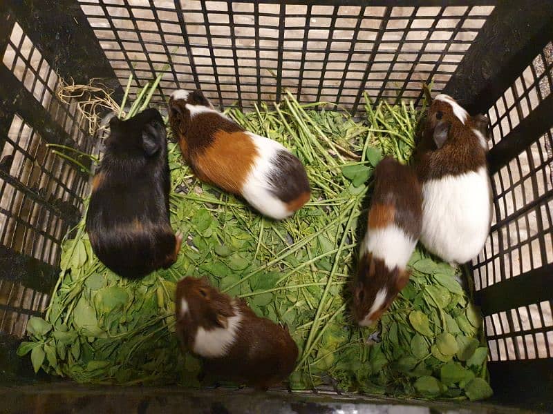 Guinea pig 3