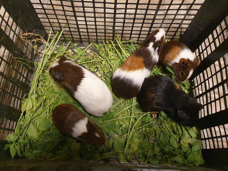 Guinea pig 4
