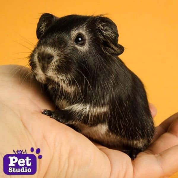 Guinea pig 5