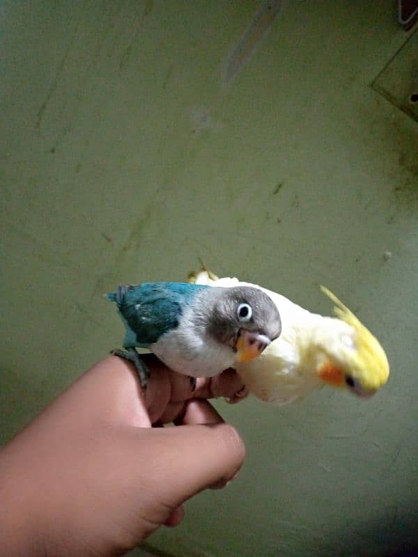 Hand tame cream cocktail and Hand take blue pasnata available 0